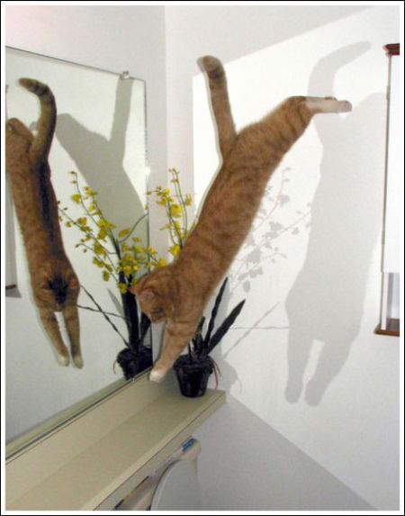 Jumping and Flying Cats (58 pics)