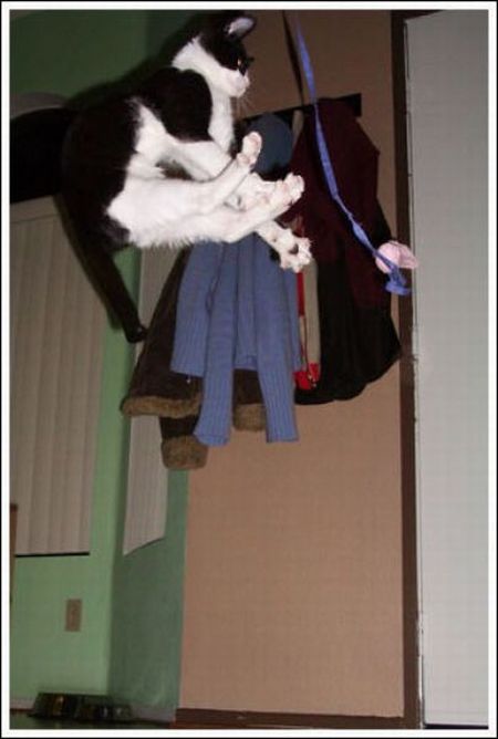 Jumping and Flying Cats (58 pics)