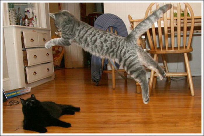 Jumping and Flying Cats (58 pics)