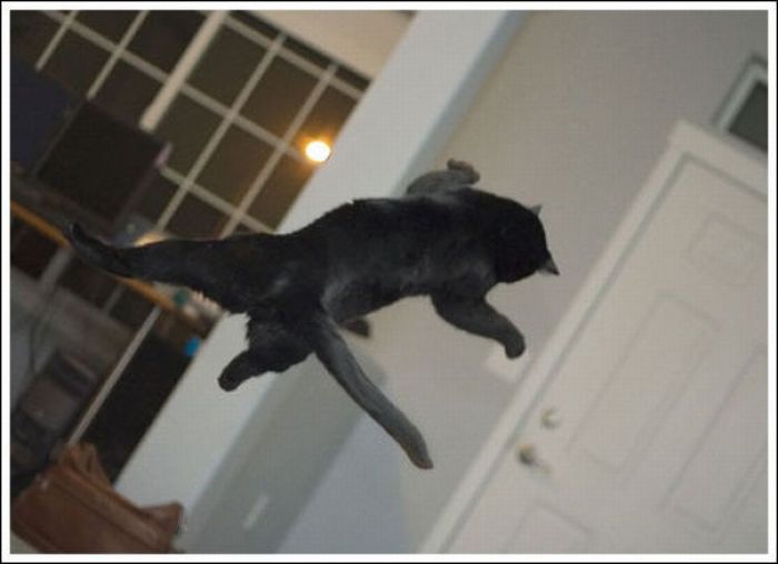 Jumping and Flying Cats (58 pics)