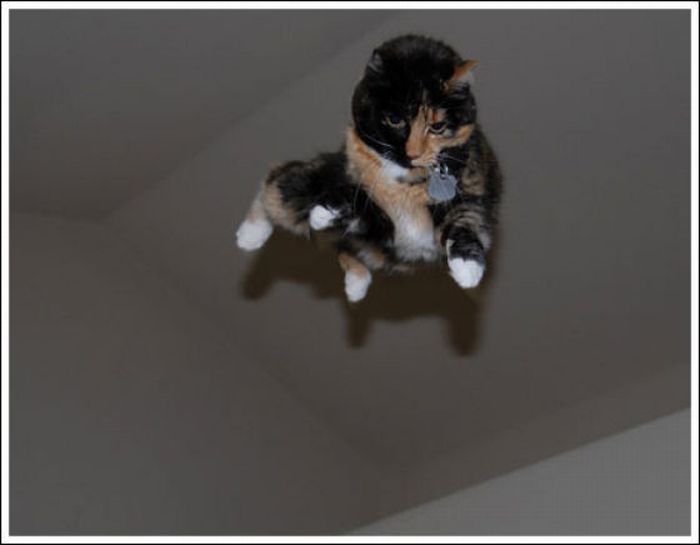 Jumping and Flying Cats (58 pics)