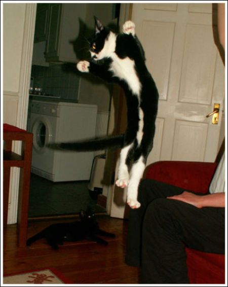 Jumping and Flying Cats (58 pics)