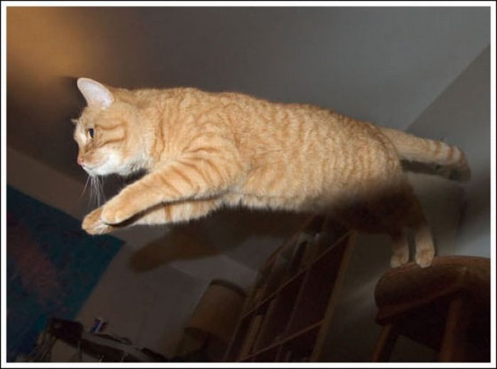 Jumping and Flying Cats (58 pics)