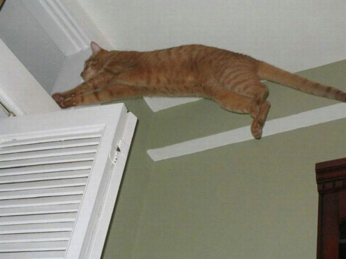 Jumping and Flying Cats (58 pics)