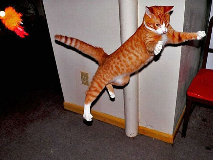 Jumping and Flying Cats (58 pics)