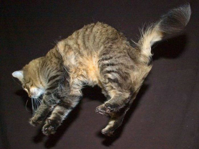 Jumping and Flying Cats (58 pics)