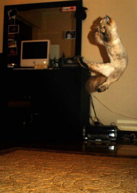 Jumping and Flying Cats (58 pics)