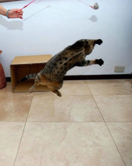 Jumping and Flying Cats (58 pics)