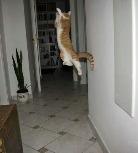 Jumping and Flying Cats (58 pics)