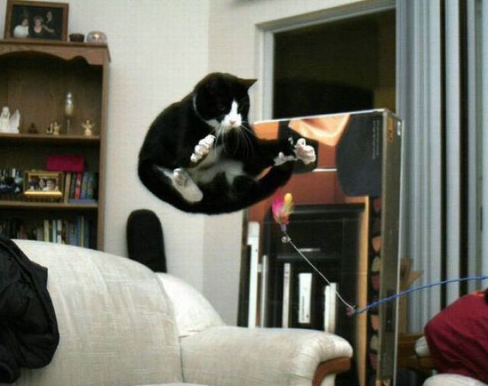 Jumping and Flying Cats (58 pics)