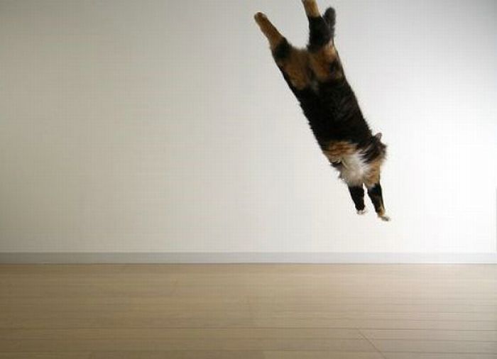 Jumping and Flying Cats (58 pics)