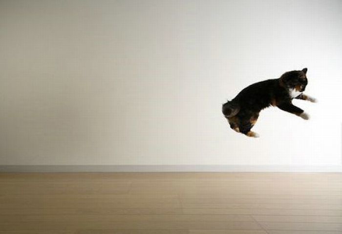 Jumping and Flying Cats (58 pics)