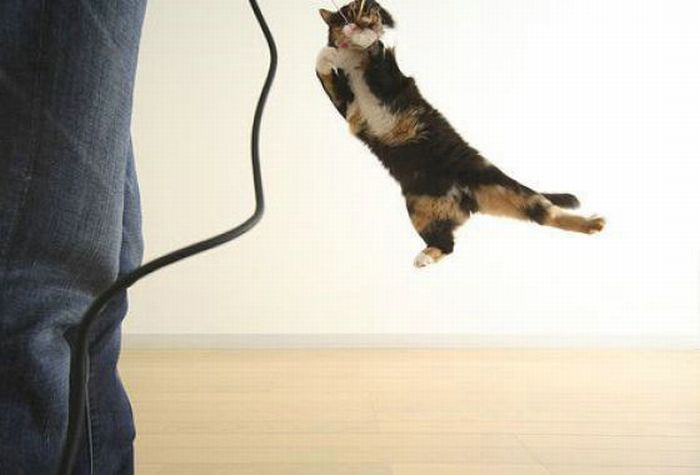 Jumping and Flying Cats (58 pics)