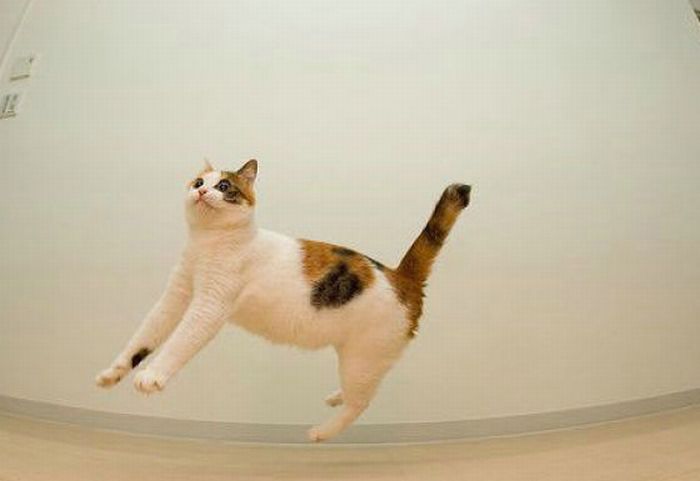 Jumping and Flying Cats (58 pics)