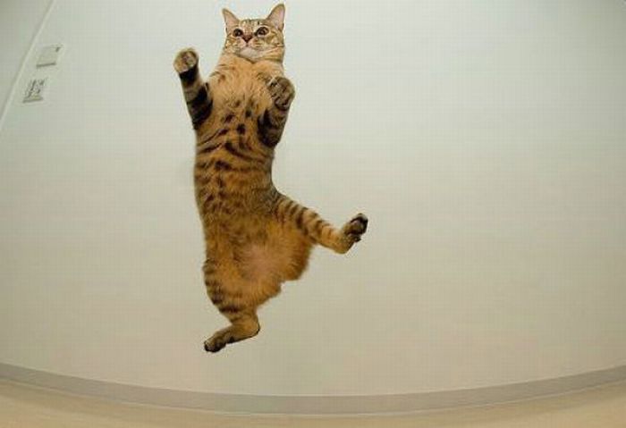 Jumping and Flying Cats (58 pics)