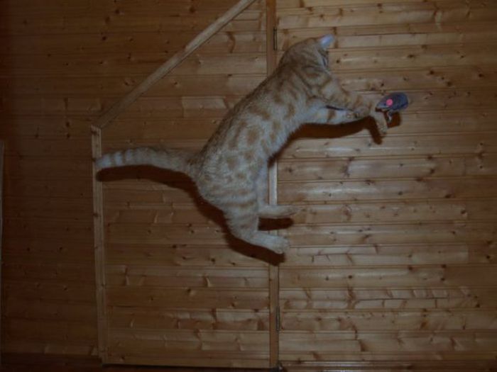 Jumping and Flying Cats (58 pics)