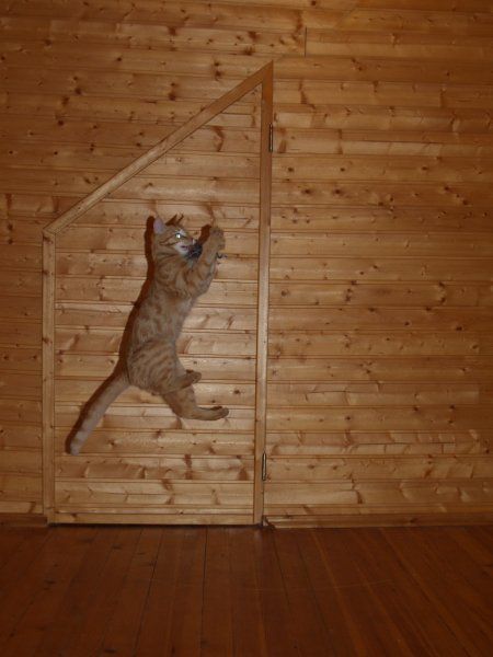 Jumping and Flying Cats (58 pics)