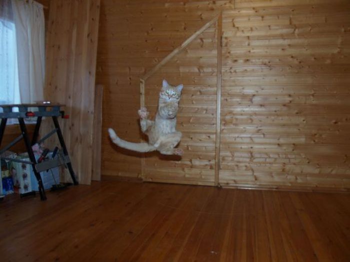 Jumping and Flying Cats (58 pics)