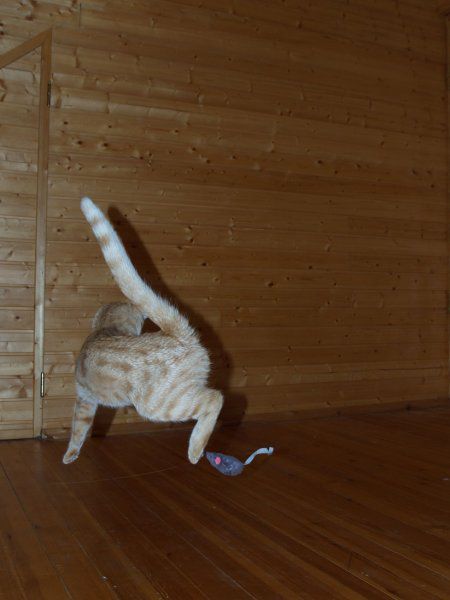 Jumping and Flying Cats (58 pics)