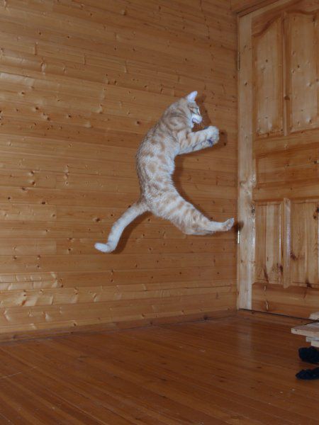 Jumping and Flying Cats (58 pics)