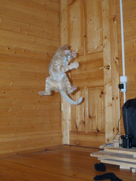 Jumping and Flying Cats (58 pics)