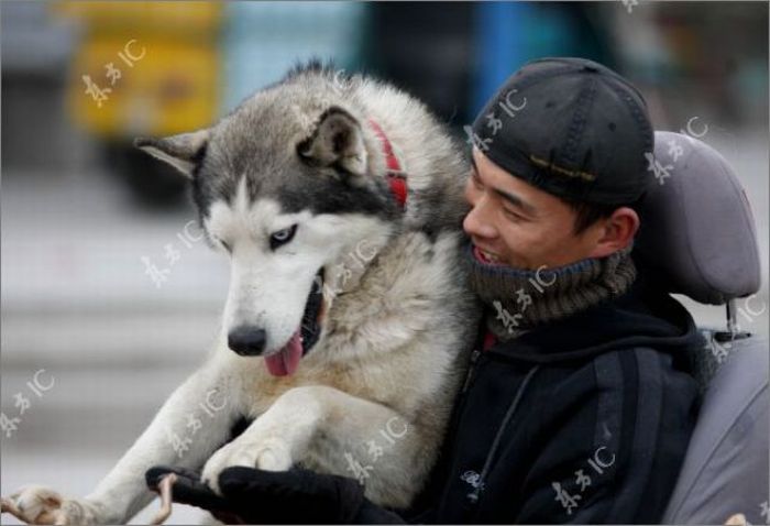 Huskies-Powered Sleds in China (10 pics)