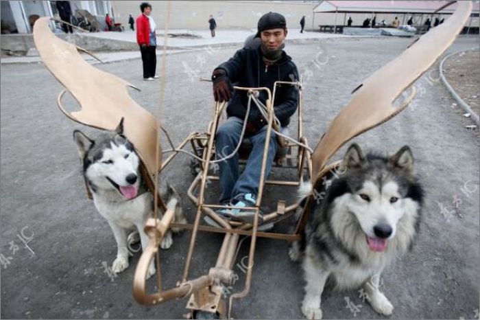 Huskies-Powered Sleds in China (10 pics)