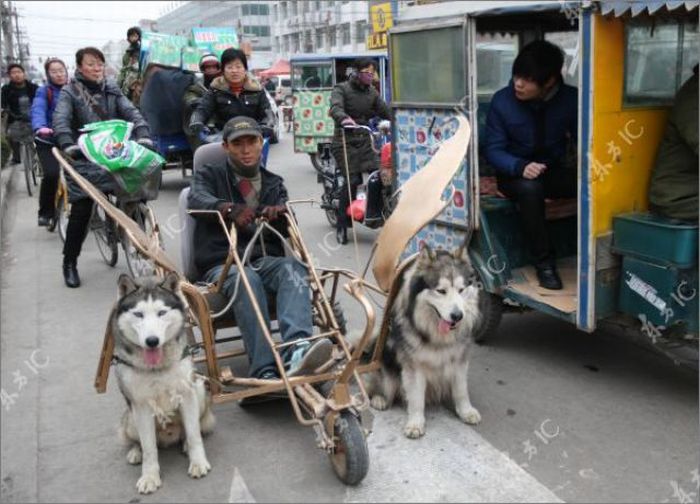 Huskies-Powered Sleds in China (10 pics)