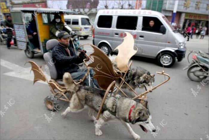 Huskies-Powered Sleds in China (10 pics)