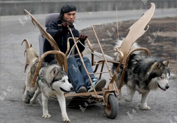 Huskies-Powered Sleds in China (10 pics)