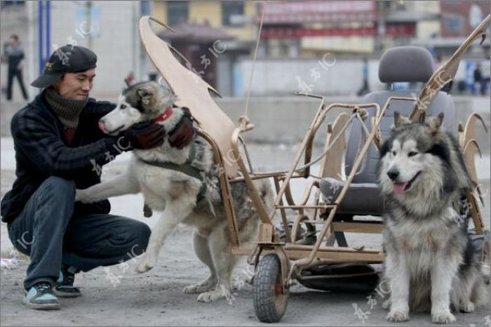 Huskies-Powered Sleds in China (10 pics)