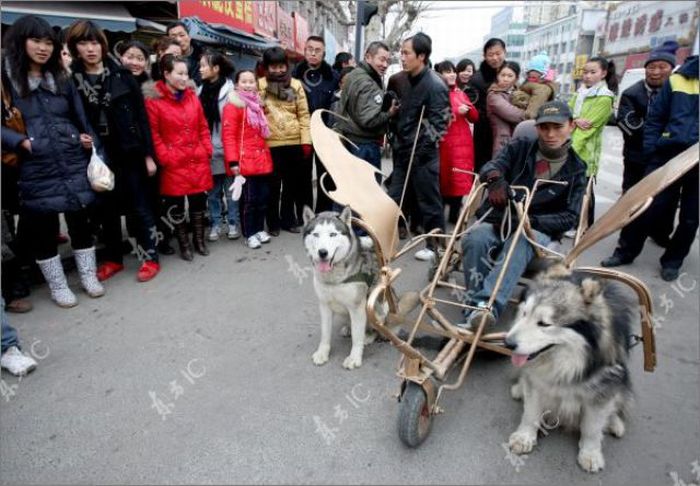 Huskies-Powered Sleds in China (10 pics)