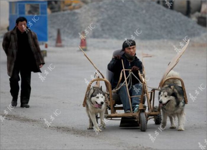 Huskies-Powered Sleds in China (10 pics)