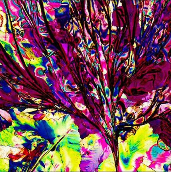 Alcoholic Cocktails Under a Microscope (30 pics)