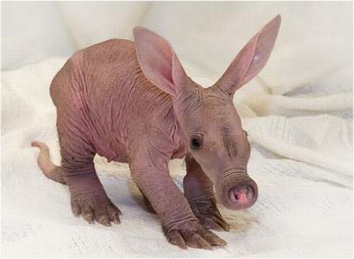 Baby Animals That Look Cute And Ugly 55 Pics 