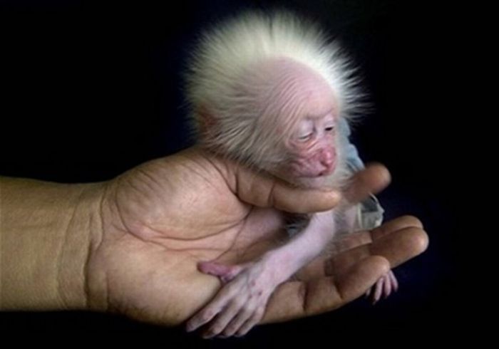Baby Animals That Look Cute and Ugly (55 pics)