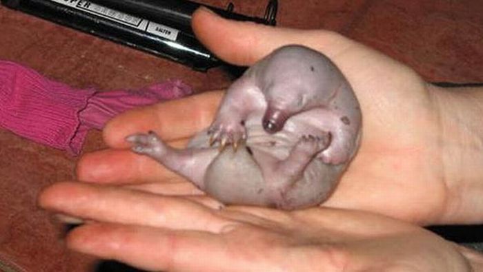 Baby Animals That Look Cute and Ugly (55 pics)