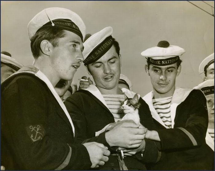 Cats in the Navy (14 pics)