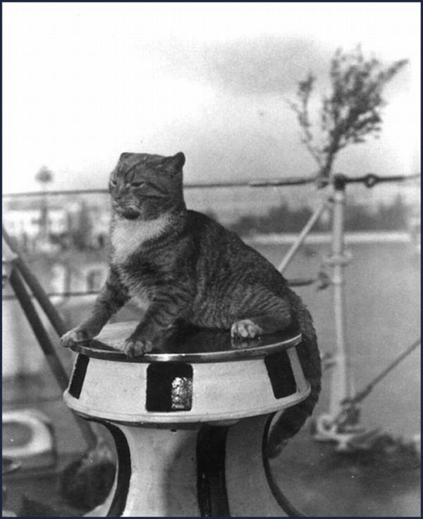 Cats in the Navy (14 pics)