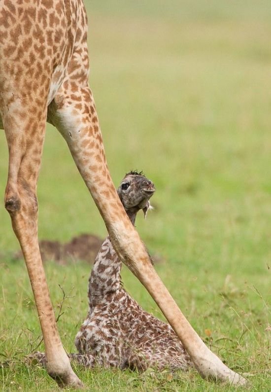 First Moments of Life of a Baby Giraffe (8 pics)
