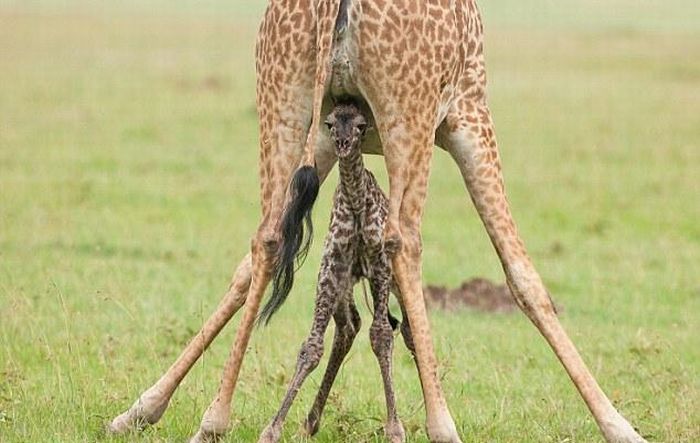 First Moments of Life of a Baby Giraffe (8 pics)