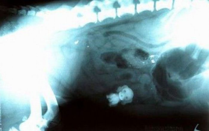 What Can Be Found Inside a Dog's Stomach (16 pics)