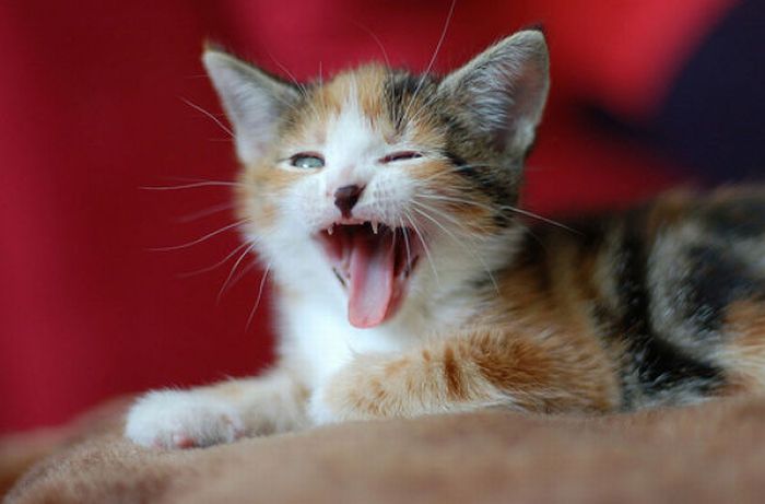 Screaming Cats and Kids (18 pics)