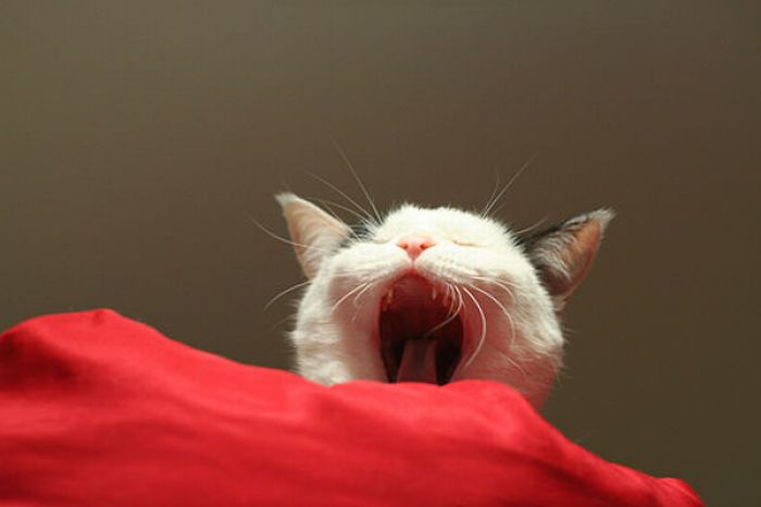Screaming Cats and Kids (18 pics)