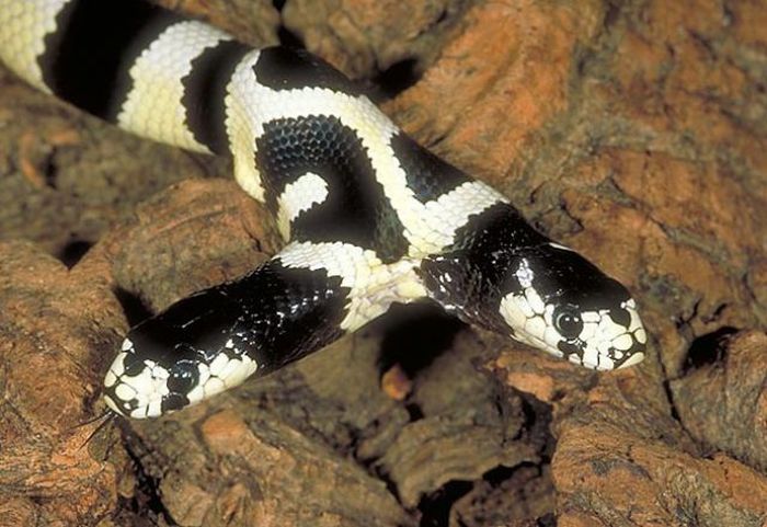 Two-Headed Snakes (28 pics)