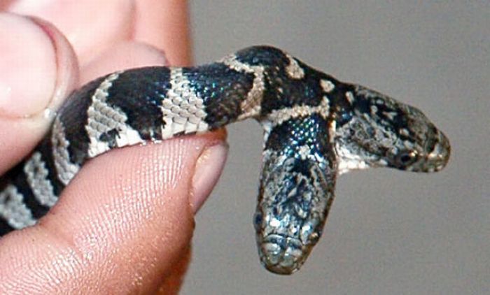 Two-Headed Snakes (28 pics)