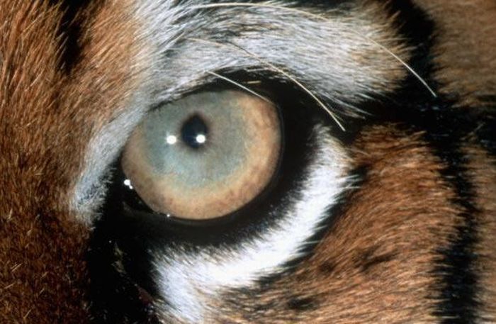 Guess the Animal (25 pics)