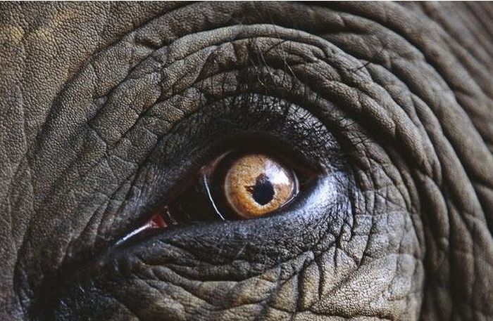 Guess the Animal (25 pics)
