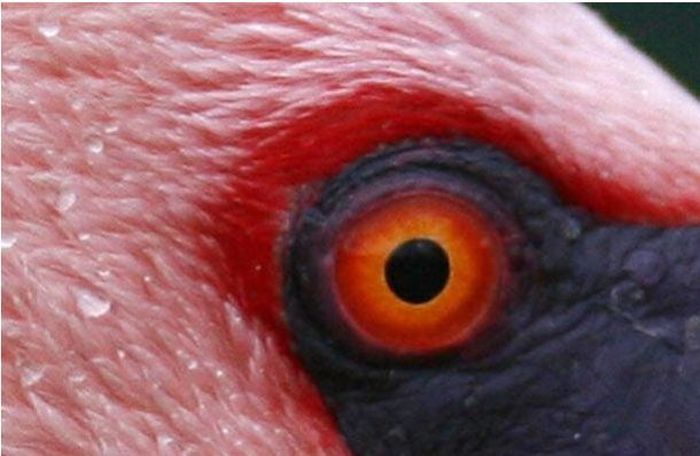 Guess the Animal (25 pics)