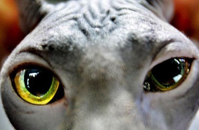 Guess the Animal (25 pics)